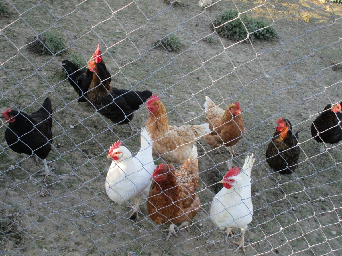 Alla Contrada Degli Asinelli Colle d'Anchise Dış mekan fotoğraf